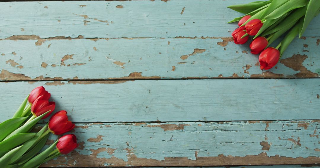 Red Tulip Bouquets on Rustic Blue Wooden Surface