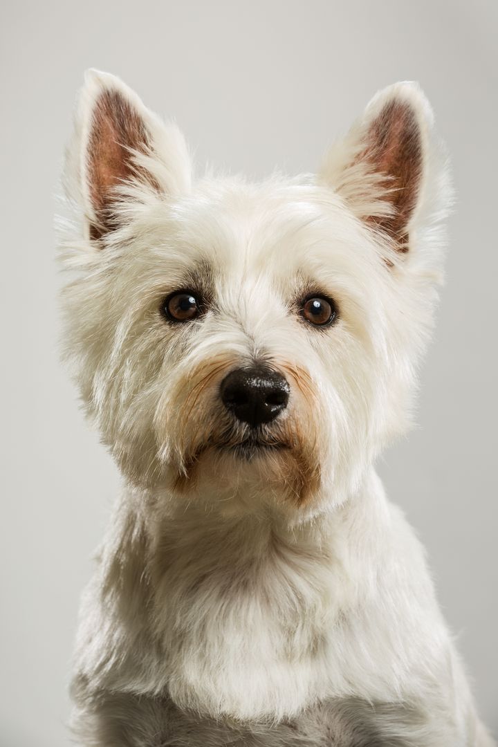 Close-Up Portrait of West Highland White Terrier on Gray Background - Free Images, Stock Photos and Pictures on Pikwizard.com