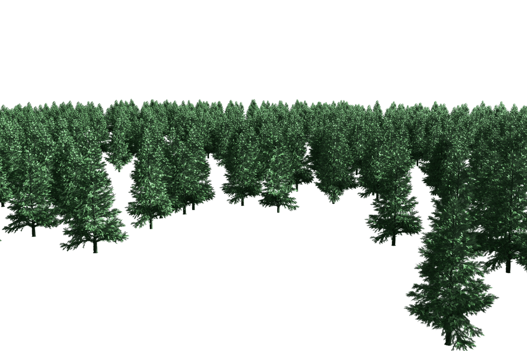 Transparent Pine Tree Forest with Depth Perspective at Winter