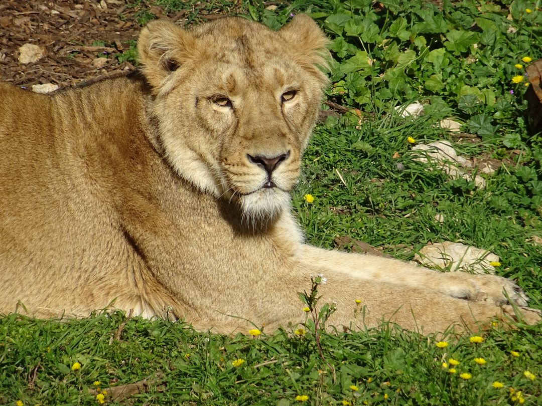 Young lion resting on grass in sunny outdoor environment - Free Images, Stock Photos and Pictures on Pikwizard.com