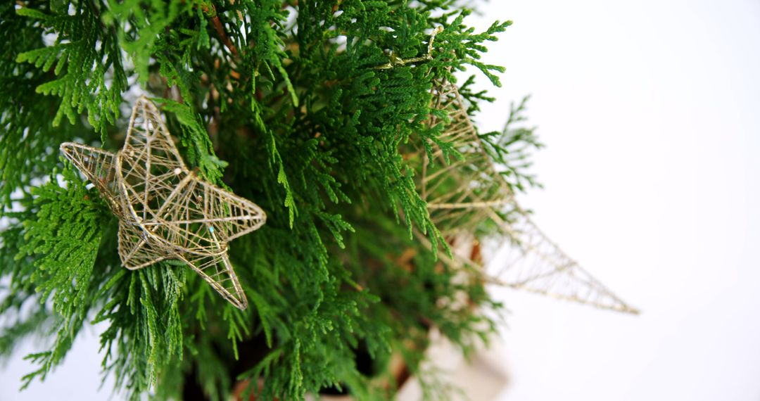 Handcrafted Star Ornaments Hanging on Evergreen Branch - Free Images, Stock Photos and Pictures on Pikwizard.com