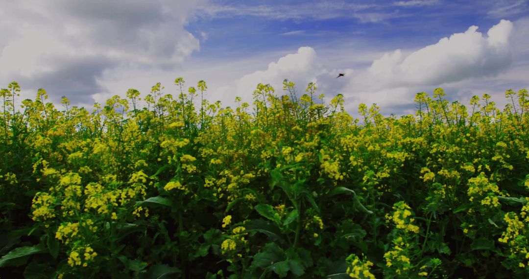 Yellow Mustard Field Under Partly Cloudy Sky with Bird in Flight