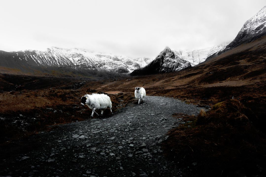 Sheep Grazing on Mountain Road in Snowy Landscape