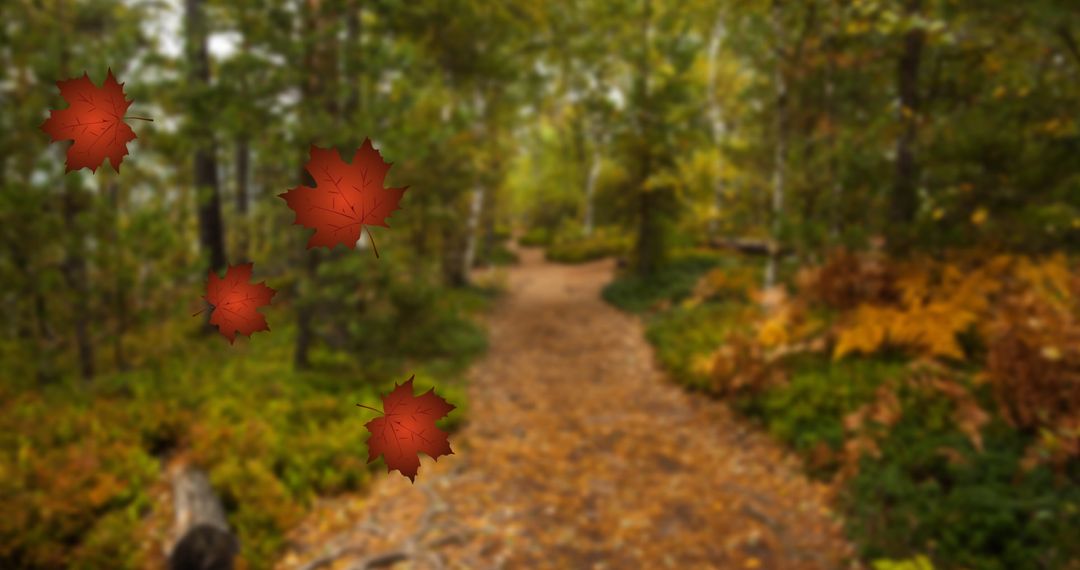 Autumn Leaves Falling in Scenic Woodland Path