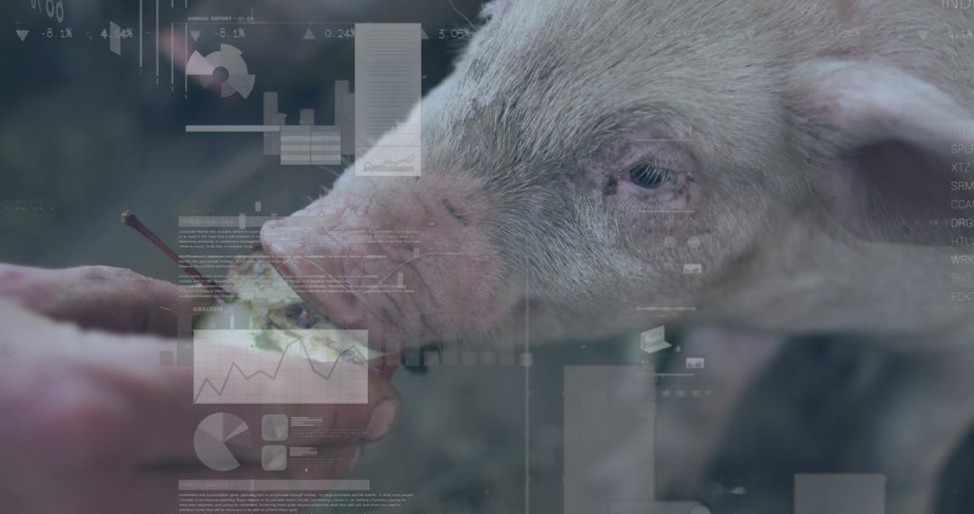 Digital Data Program Superimposed on Rural Pig Farming