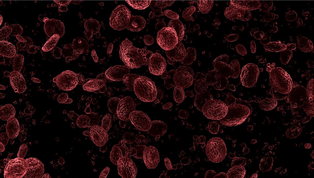 Microscopic View of Circulating Red Blood Cells in Vascular System