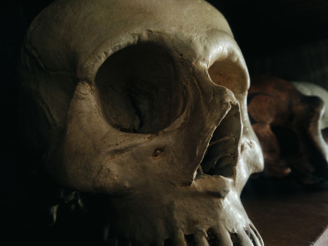 Close-up of Human Skull in Low Light - Free Images, Stock Photos and Pictures on Pikwizard.com