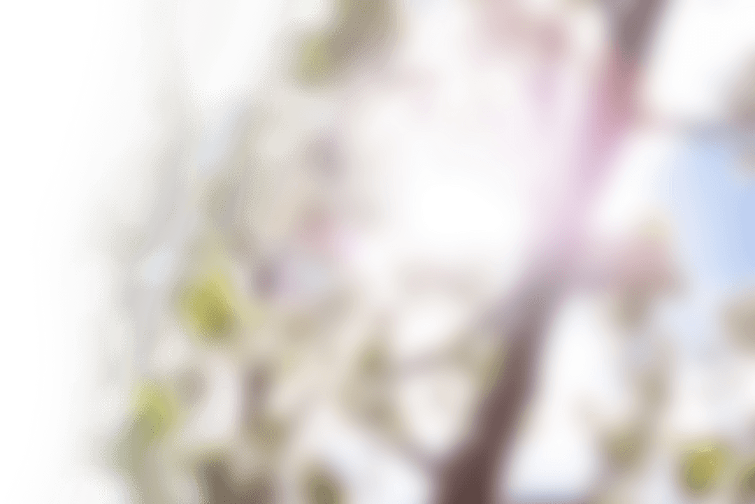 Abstract Tree Shape on Transparent Background Illuminating Nature Concept - Download Free Stock Images Pikwizard.com