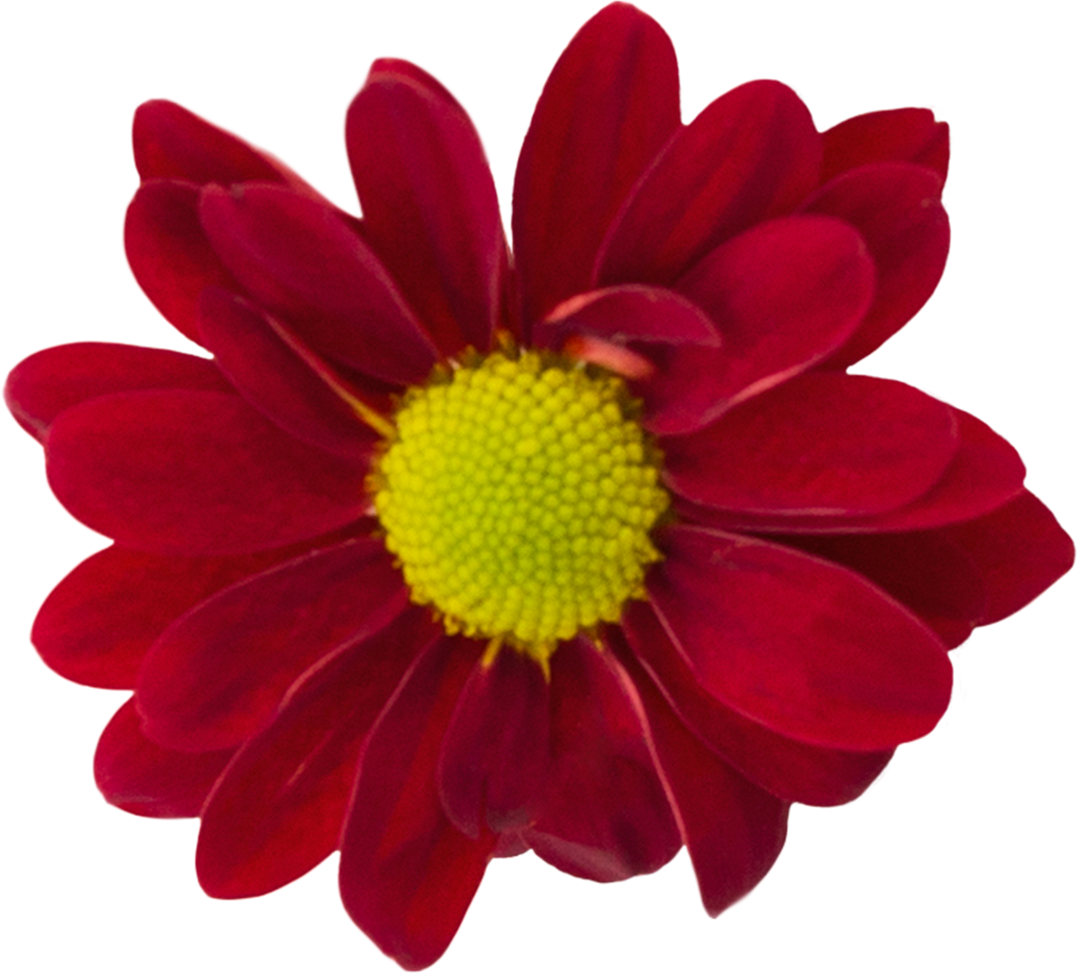 Transparent red chrysanthemum isolated on white background - Download Free Stock Images Pikwizard.com