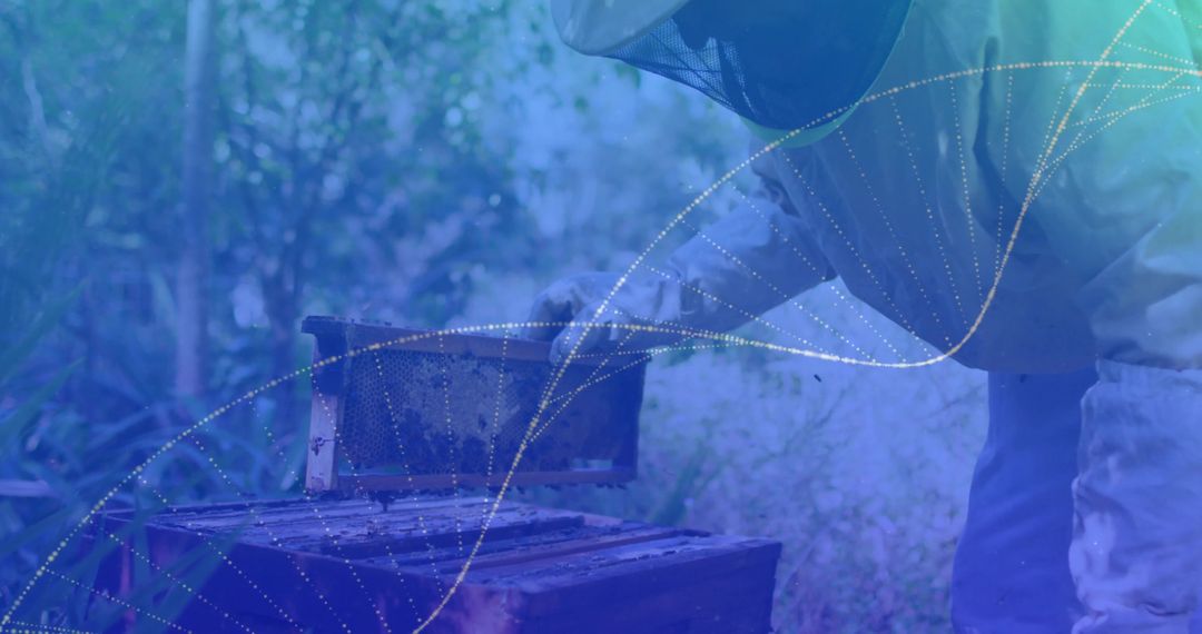 Beekeeper Inspecting Honeycomb Under Mesh Veil