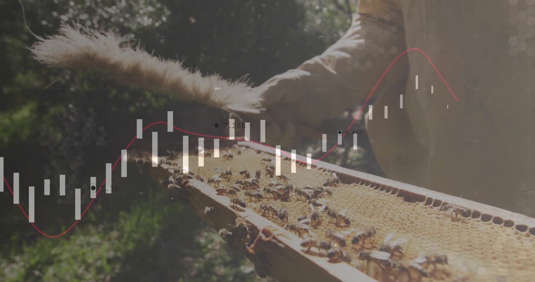 Beekeeper brushing hive frame with bees while candlestick market trendline overlays in sunlight