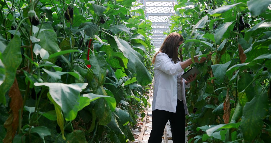 Agricultural Scientist Examining Plants in Greenhouse