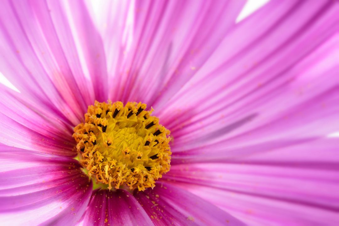 Close-Up of Vivid Pink Cosmos Flower with Yellow Center - Free Images, Stock Photos and Pictures on Pikwizard.com