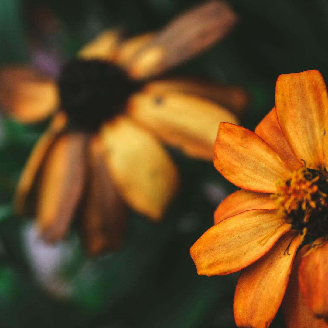 Close-up Showing Vibrant Orange Zinnia Bloom with Shallow Depth of Field and Soft Bokeh