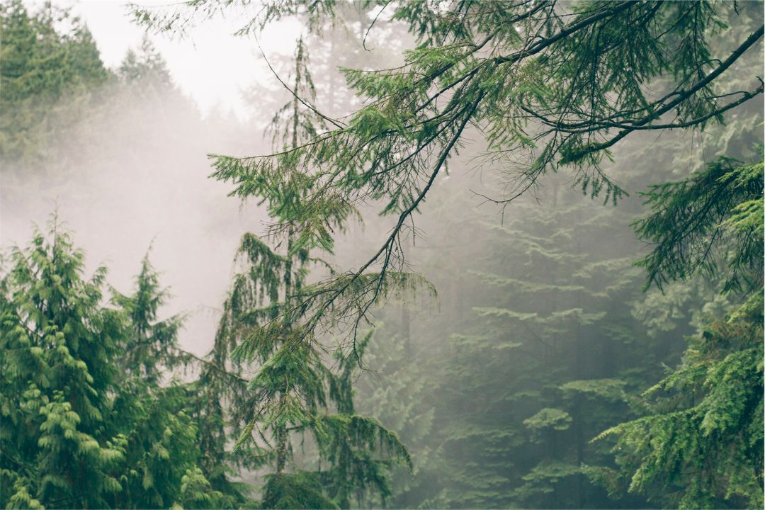 Misty Evergreen Forest with Pine Trees and Foggy Atmosphere - Free Images, Stock Photos and Pictures on Pikwizard.com