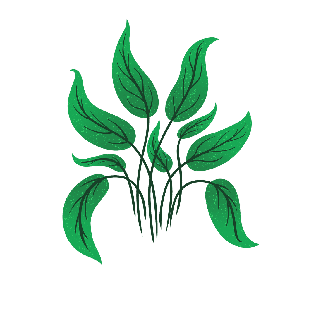 Stylized Abstract Plant Illustration on Transparent Background