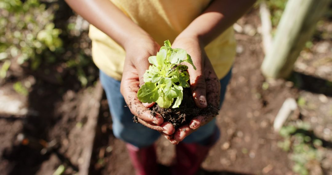 Closeup of hands holding seedling in garden - Free Images, Stock Photos and Pictures on Pikwizard.com