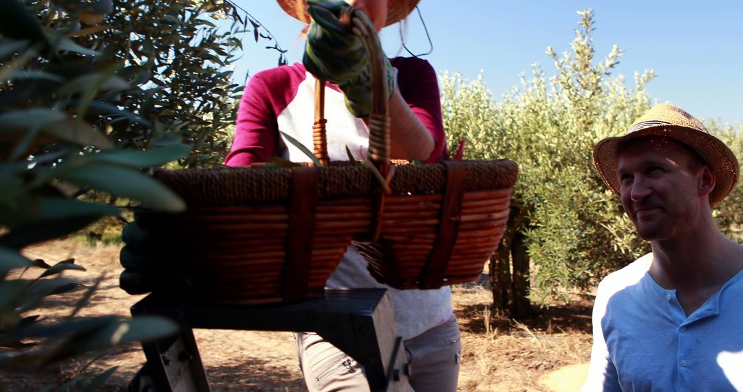 People Harvesting Olives in Serene Grove - Free Images, Stock Photos and Pictures on Pikwizard.com