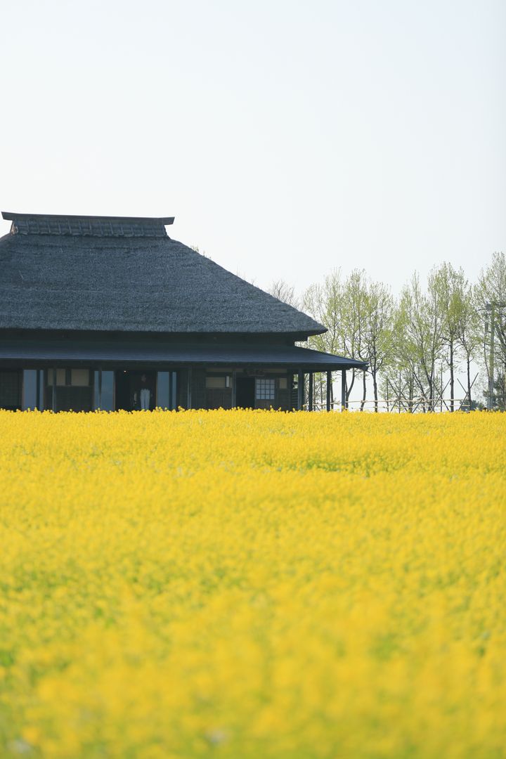 Traditional Japanese House Amid Blooming Yellow Canola Field - Free Images, Stock Photos and Pictures on Pikwizard.com