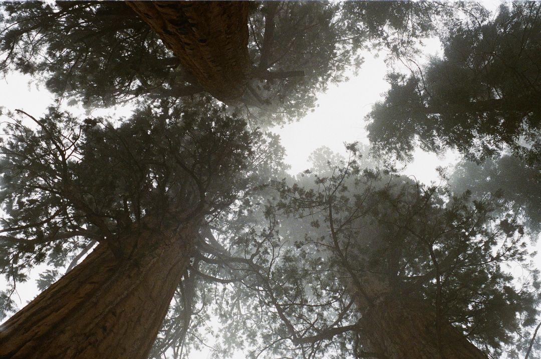 Looking Up at Tall Redwood Trees in Foggy Forest - Free Images, Stock Photos and Pictures on Pikwizard.com