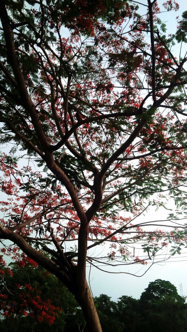 Sprawling Red-Orange Flower Tree in Botanical Garden - Free Images, Stock Photos and Pictures on Pikwizard.com