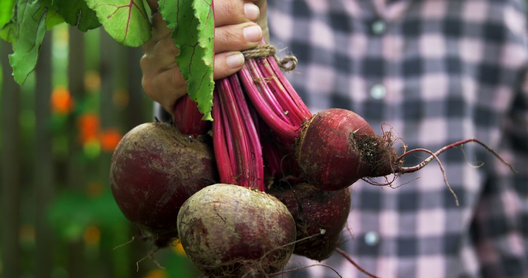 Freshly Harvested Beetroots with Green Leaves in Hand - Free Images, Stock Photos and Pictures on Pikwizard.com