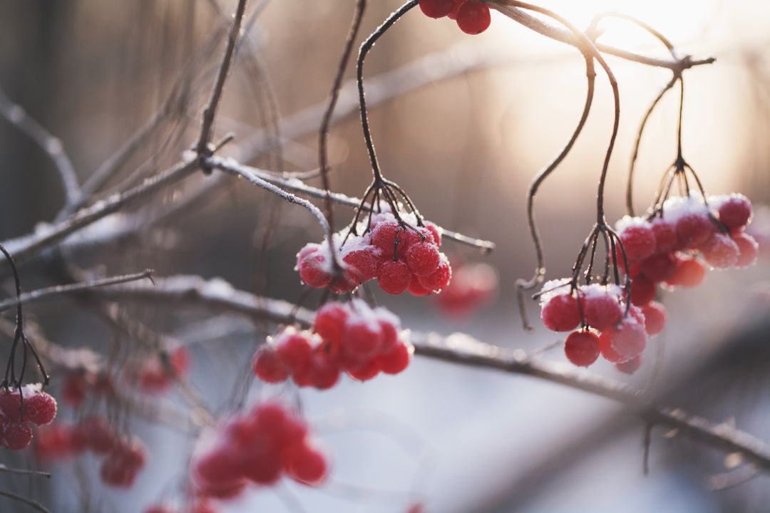 Frost Covered Red Berries on Winter Branch at Sunrise - Free Images, Stock Photos and Pictures on Pikwizard.com