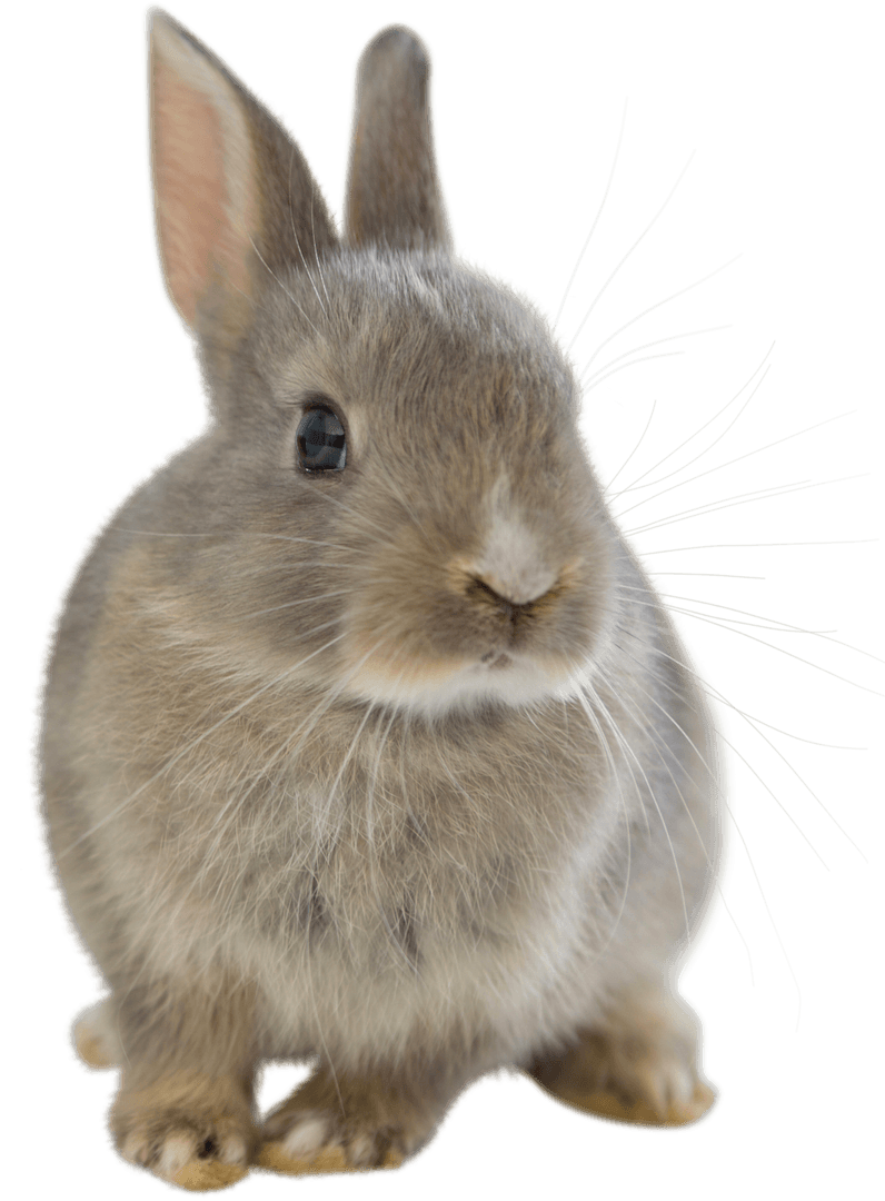 Adorable Baby Bunny with Transparent Background