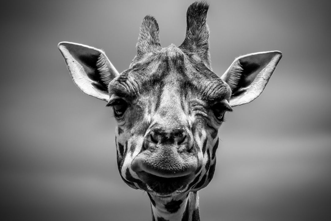 Monochrome close-up giraffe portrait staring into camera with expressive face and texture