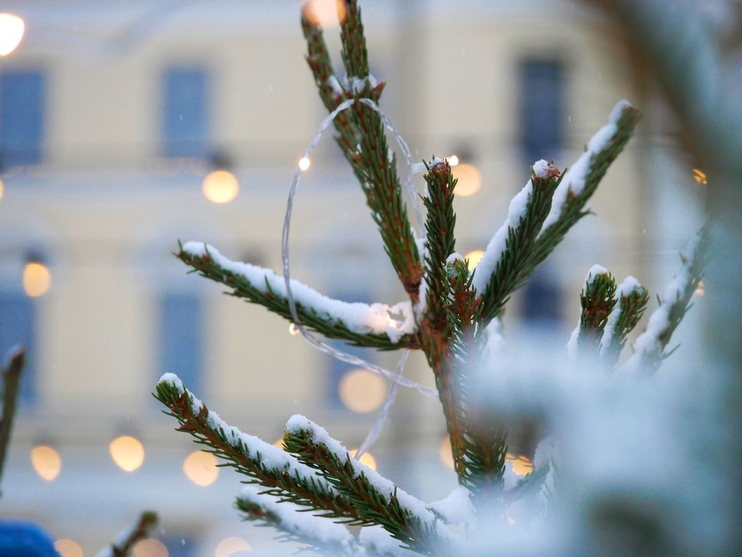 Close-up Winter Shot of Snow-Covered Fir Branch with Festive Lights