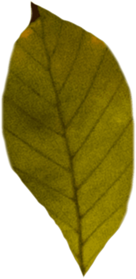 Green Leaf on Transparent Background Representing Natural Growth
