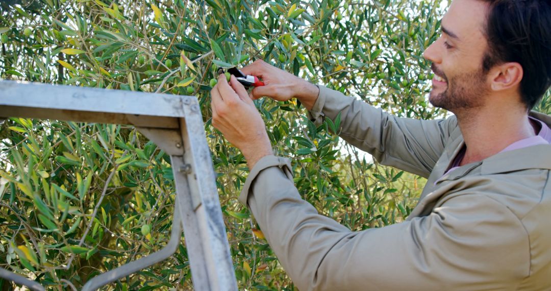 Smiling Farmer Harvesting Olives from Tree with Pruning Shears - Free Images, Stock Photos and Pictures on Pikwizard.com