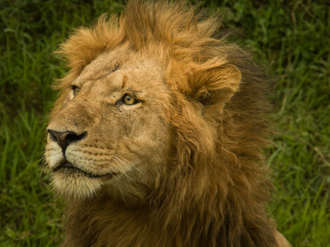Close Up of Majestic Lion with Lush Green Grass Background - Free Images, Stock Photos and Pictures on Pikwizard.com