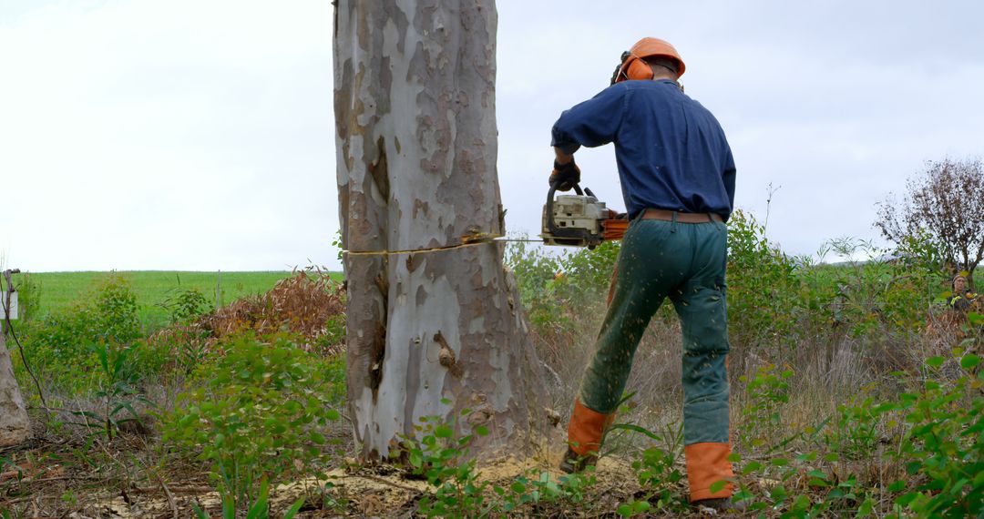 Logger cutting tree with chainsaw in forest - Free Images, Stock Photos and Pictures on Pikwizard.com