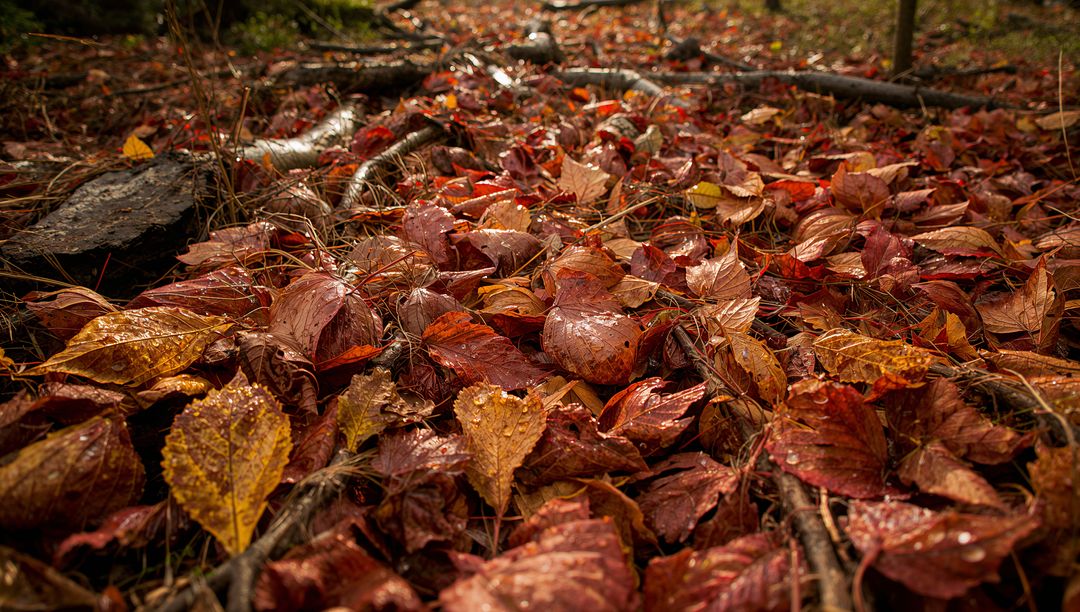 Wet Autumn Leaf Carpet with Dew Drops and Pine Needles Closeup Forest Floor Texture Macro