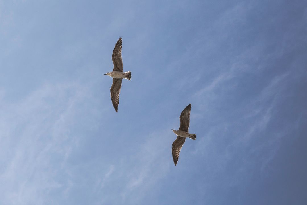Two Seagulls Gliding in Clear Blue Sky - Free Images, Stock Photos and Pictures on Pikwizard.com