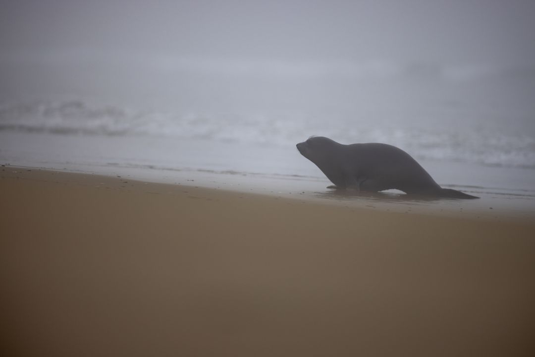 Seal pup crawling on foggy beach at dawn, misty coastline, soft muted tones
