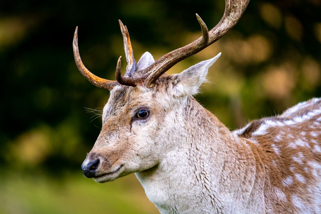 Close-up of majestic buck with impressive antlers