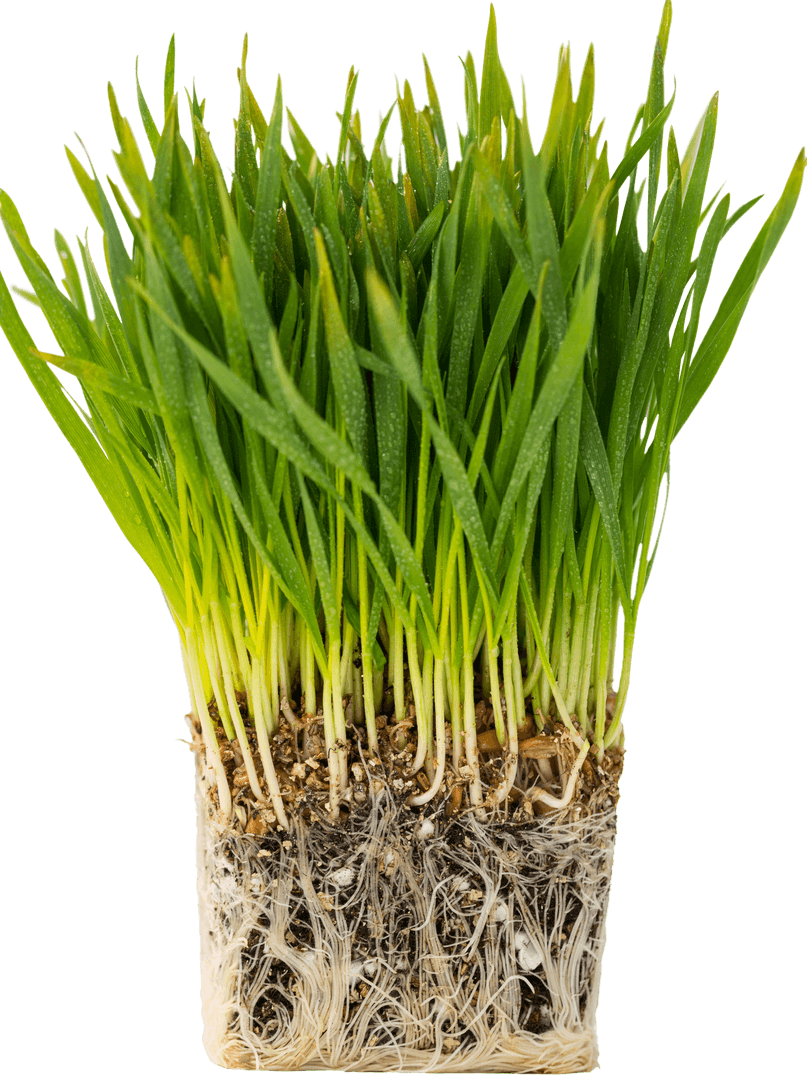 Fresh Wheatgrass Bunch with Roots on Transparent Background