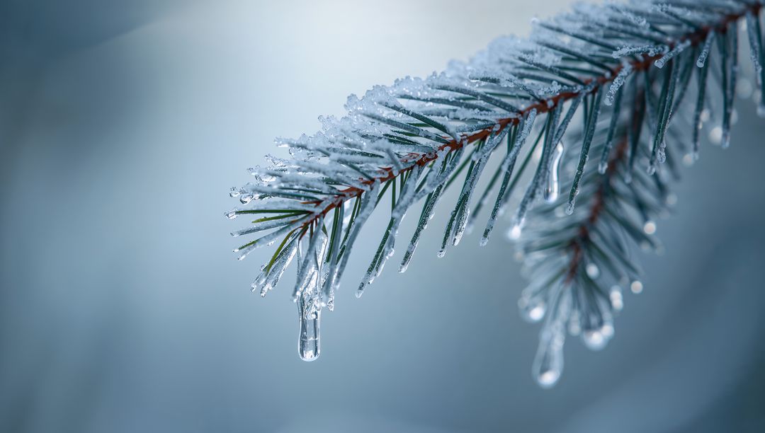 Frosted evergreen branch dripping icicles with crystalline snow and soft blue bokeh