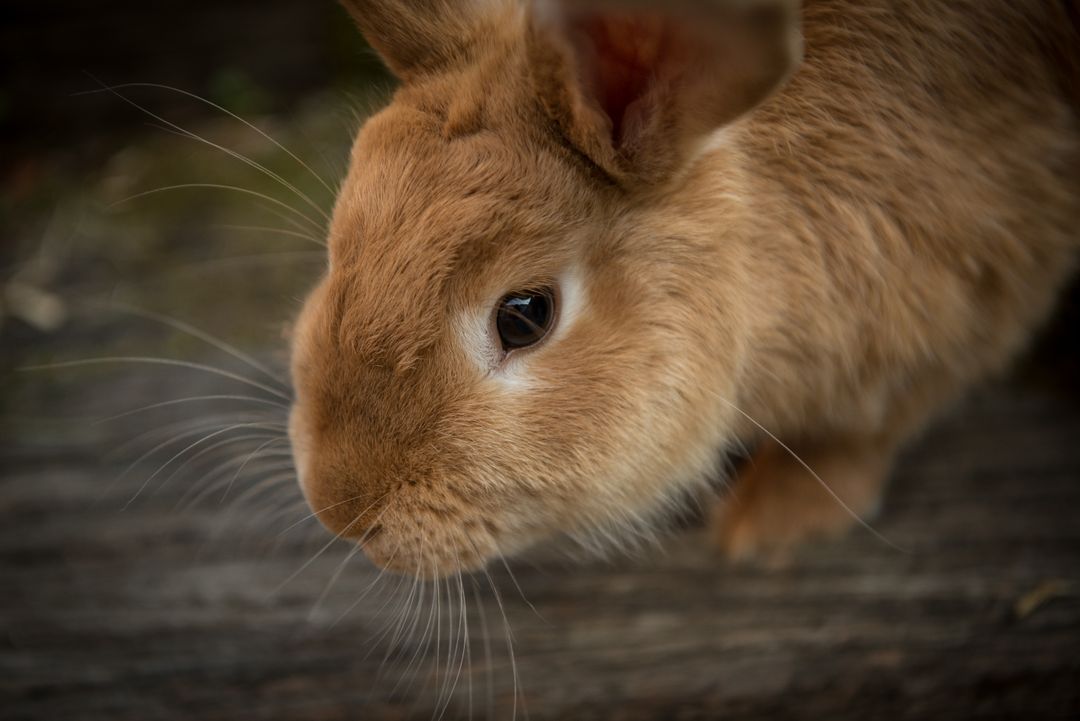 Close-up of Brown Rabbit in Nature - Free Images, Stock Photos and Pictures on Pikwizard.com