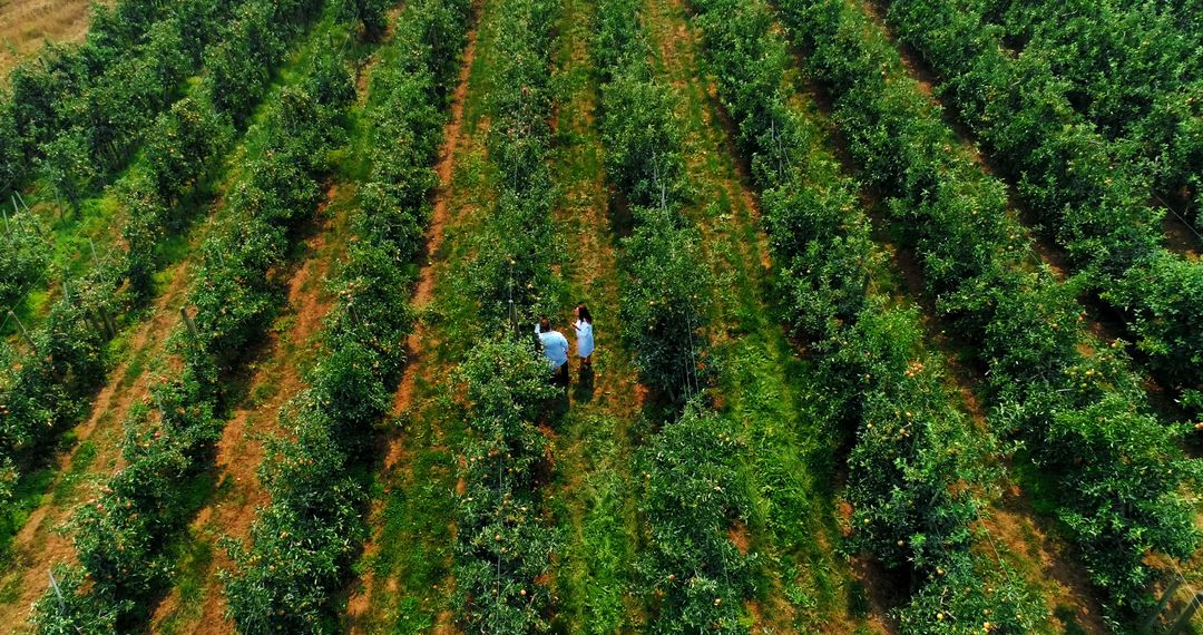 Drone View of People Walking in Green Orchard with Tree Rows - Free Images, Stock Photos and Pictures on Pikwizard.com