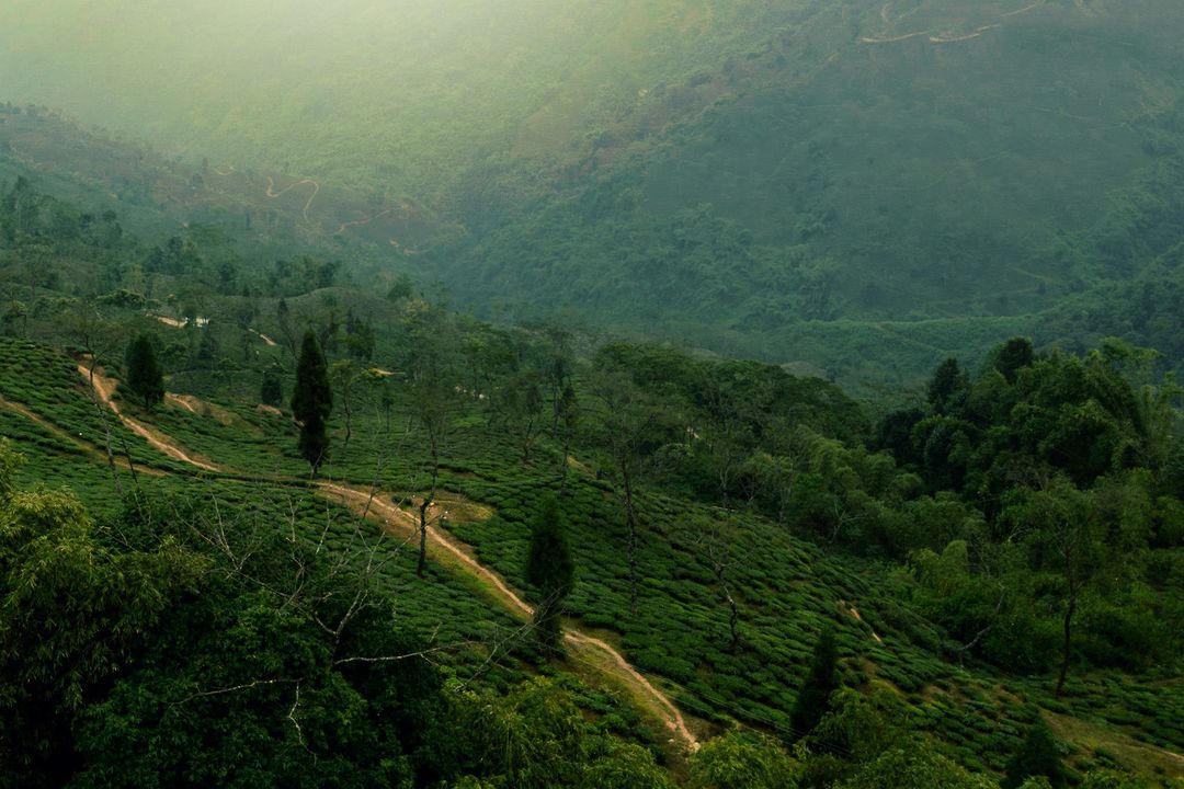 Lush Green Tea Plantations in Rolling Hills - Free Images, Stock Photos and Pictures on Pikwizard.com