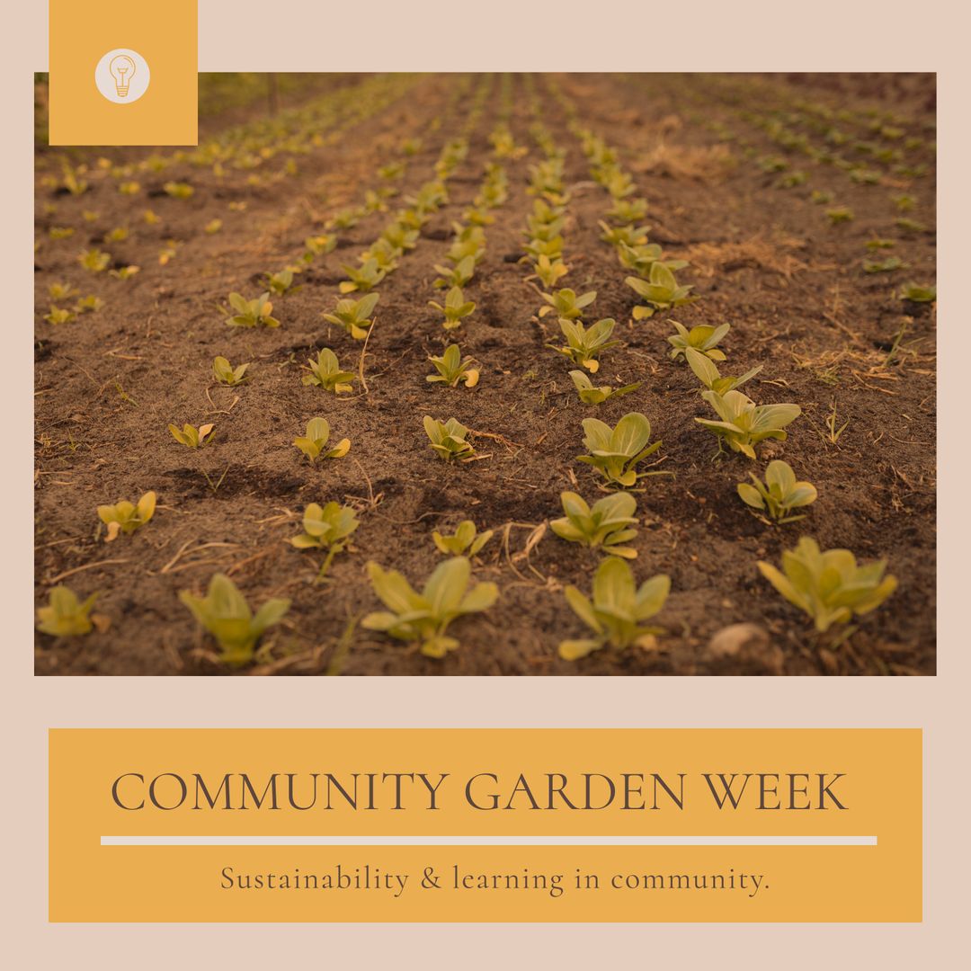 Young Green Seedlings Sprouting in Community Garden