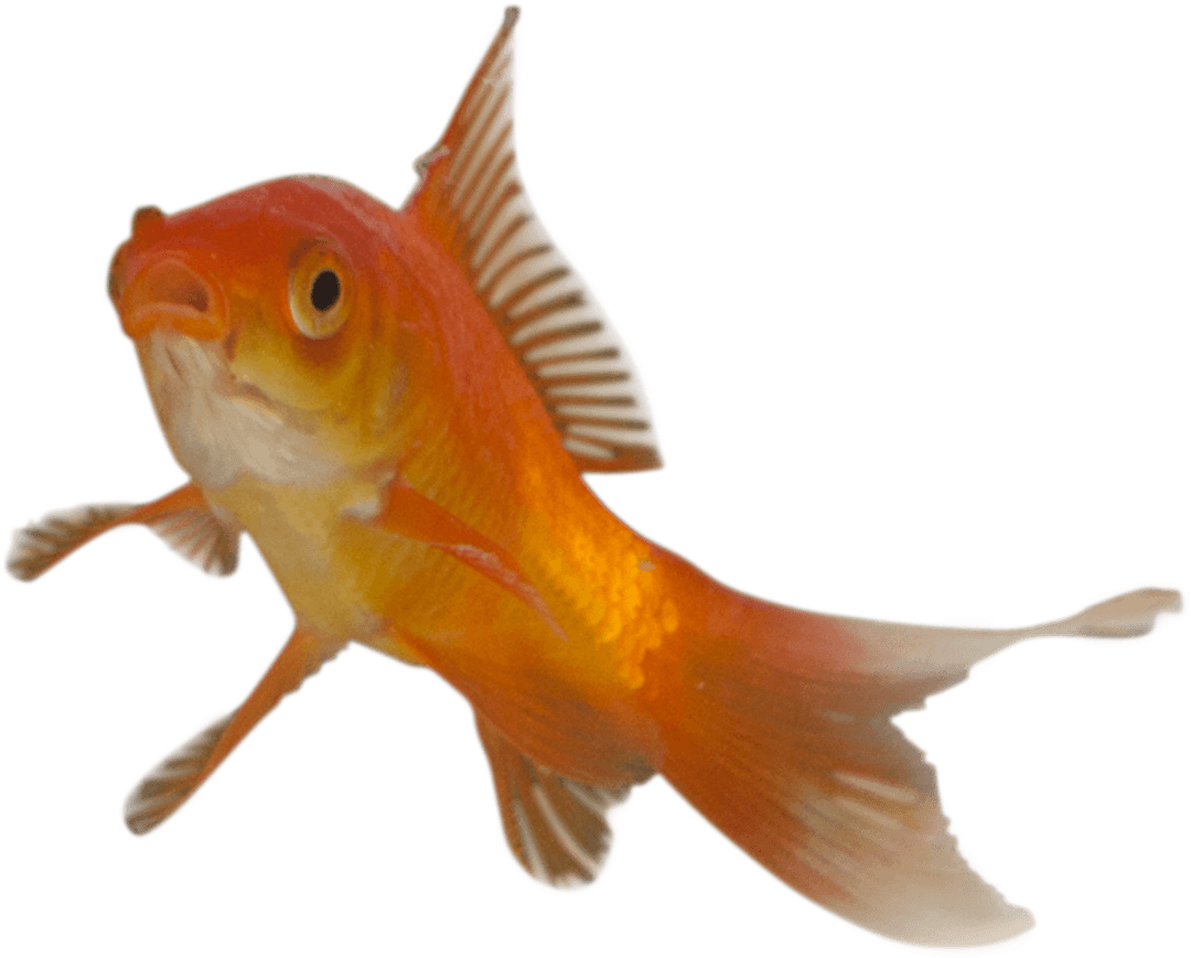 Vibrant Goldfish Illustration on Transparent Background