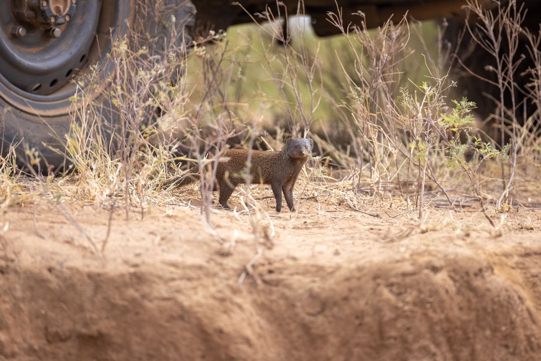 Solitary Mongoose in Arid Landscape near Vehicle