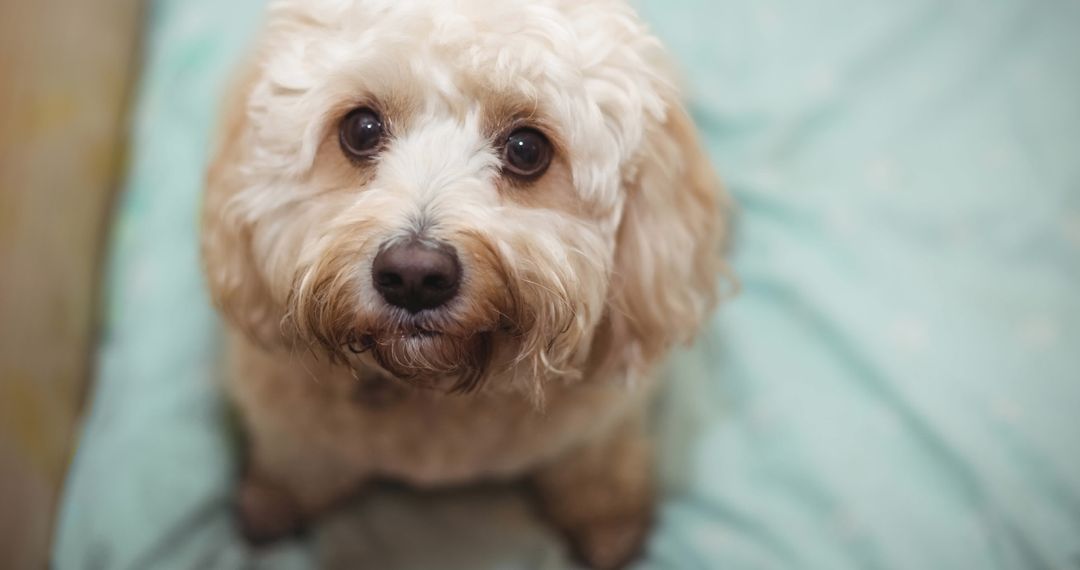 Adorable Fluffy Dog with Expressive Eyes Looking Up