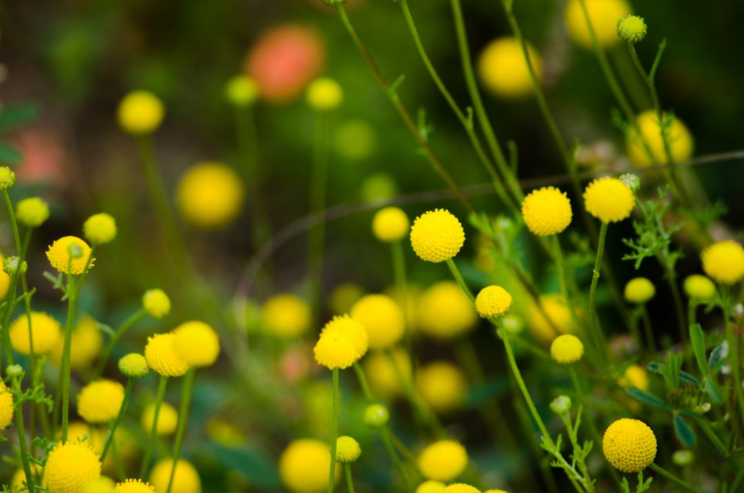 Close-up of vibrant yellow billy buttons in green meadow - Free Images, Stock Photos and Pictures on Pikwizard.com