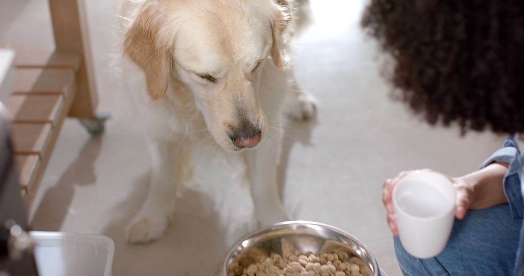 Midsection of biracial woman serving golden retriever dog food at home - Free Images, Stock Photos and Pictures on Pikwizard.com