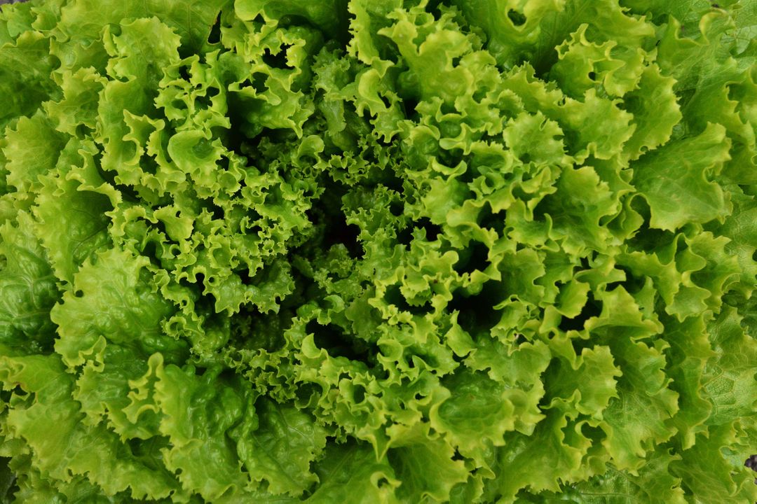 Lettuce Vegetable Parsley - Free Images, Stock Photos and Pictures on Pikwizard.com